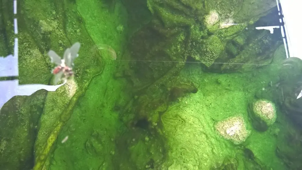 Hotel Terme Belvedere Абано-Терме